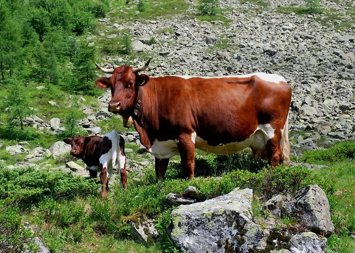 Hinkerhof * Schladming